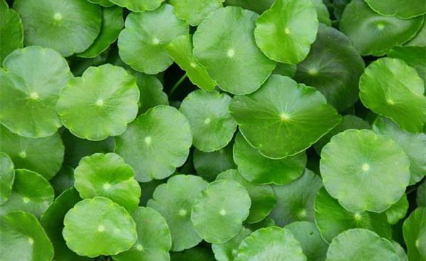 化妆品原料之积雪草提取物介绍