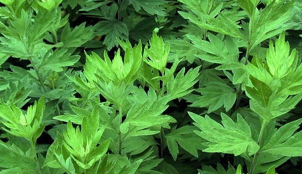 化妆品厂家告诉你艾草在化妆品中的应用趋势