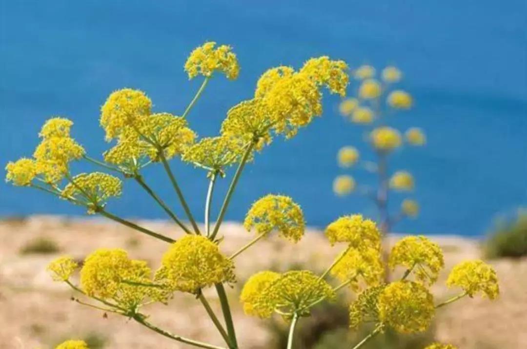 化妆品原料知识之海茴香提取物介绍