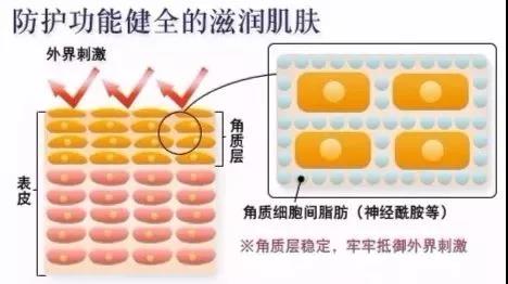 神经酰胺的屏障作用介绍