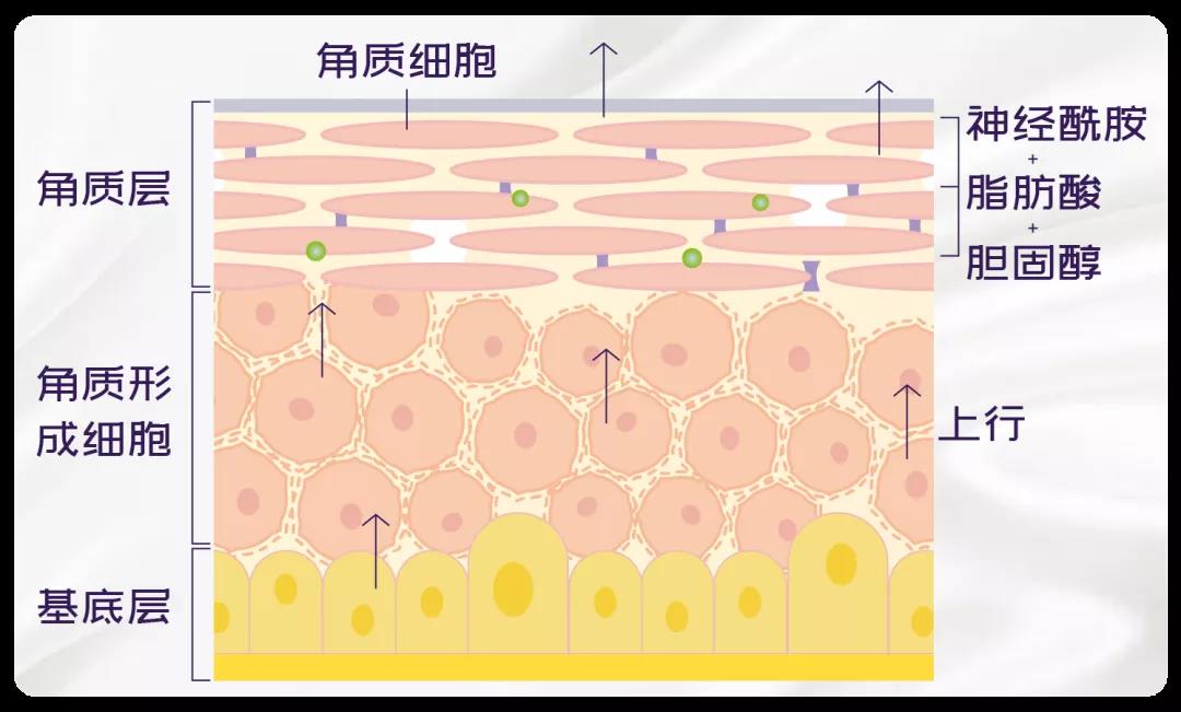 化妆品OEM厂家告诉你日?；し粲斜匾Ｈソ侵事?？