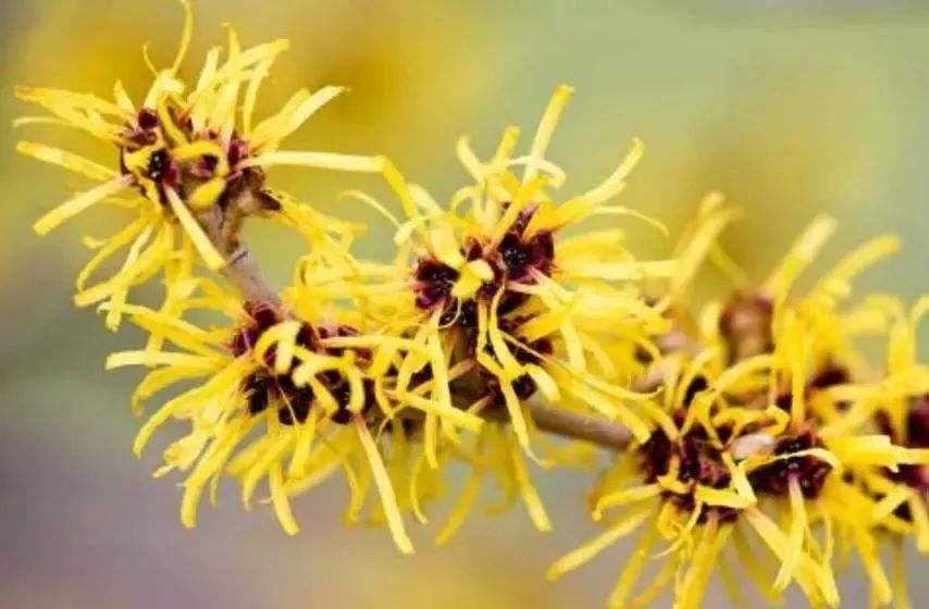 北美金缕梅提取物对皮肤的作用与功效有哪些？