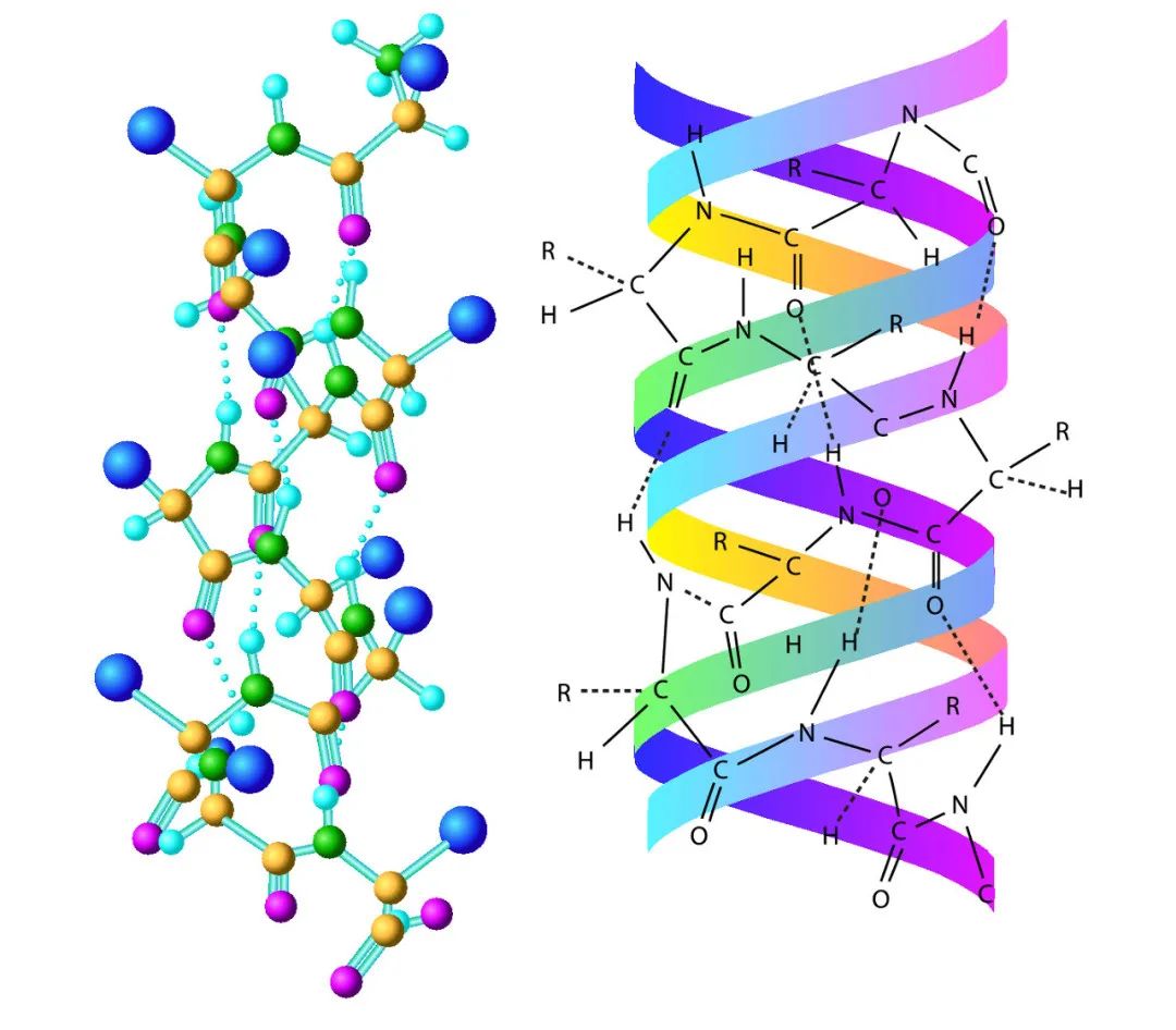胶原蛋白是什么？胶原蛋白的功效与作用有哪些？