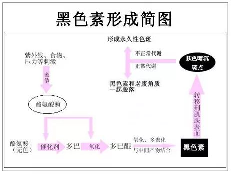 黑色素是什么？黑色素有什么作用及危害？