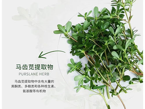 马齿苋提取物对皮肤的作用有哪些？